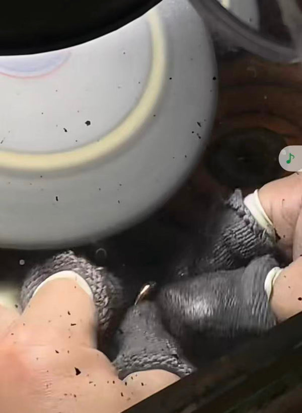 Polishing